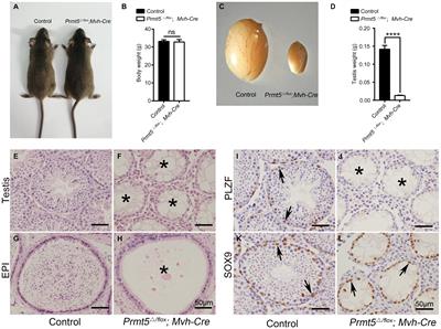 PRMT5 Is Involved in Spermatogonial Stem Cells Maintenance by Regulating Plzf Expression via Modulation of Lysine Histone Modifications